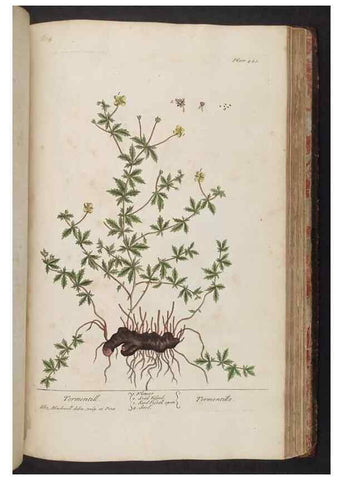 Reproducción/Reproduction 8362217064: A curious herbal. London : Printed for Samuel Harding, 1737-1739.