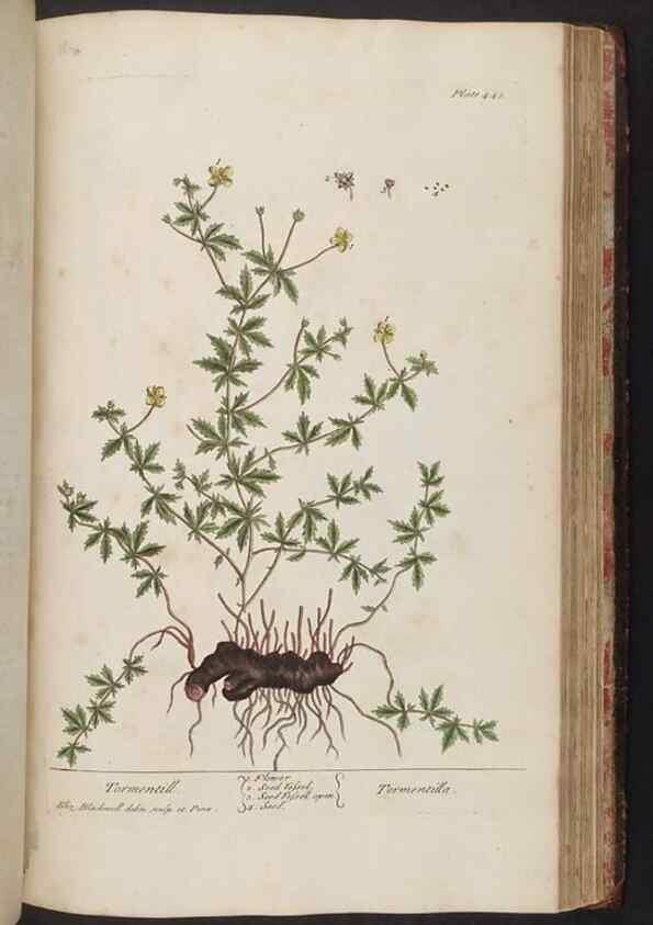Reproducción/Reproduction 8362217064: A curious herbal. London : Printed for Samuel Harding, 1737-1739.