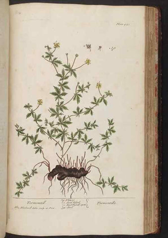 Reproducción/Reproduction 8362217064: A curious herbal. London : Printed for Samuel Harding, 1737-1739.