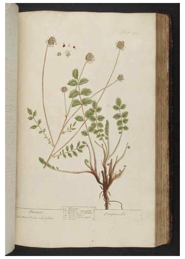 Reproducción/Reproduction 8361146665: A curious herbal. London : Printed for Samuel Harding, 1737-1739.