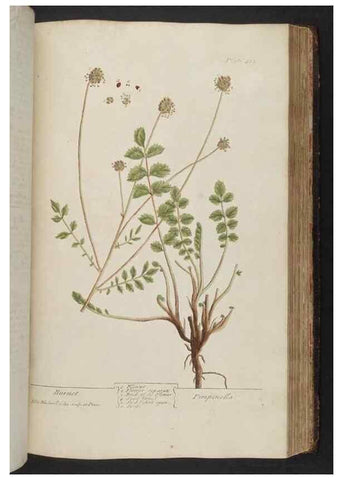 Reproducción/Reproduction 8361146665: A curious herbal. London : Printed for Samuel Harding, 1737-1739.