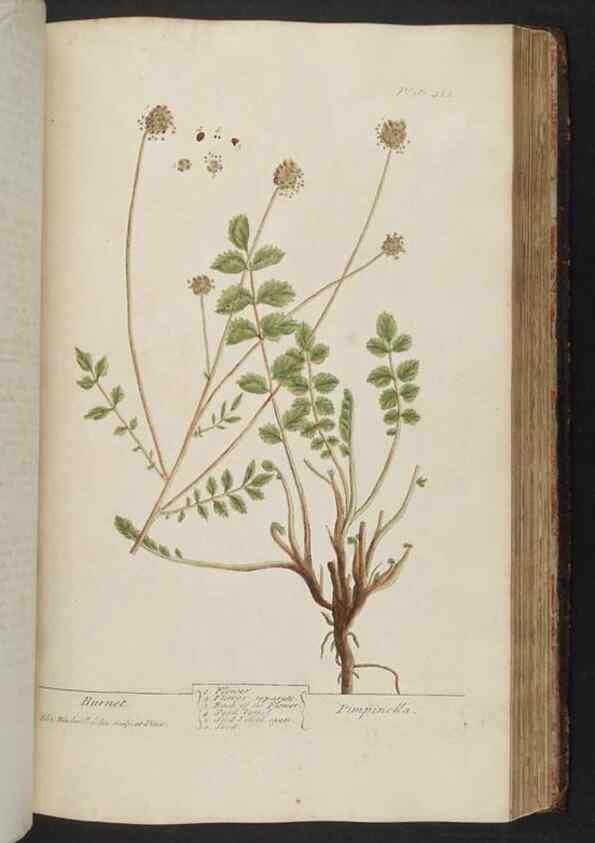 Reproducción/Reproduction 8361146665: A curious herbal. London : Printed for Samuel Harding, 1737-1739.