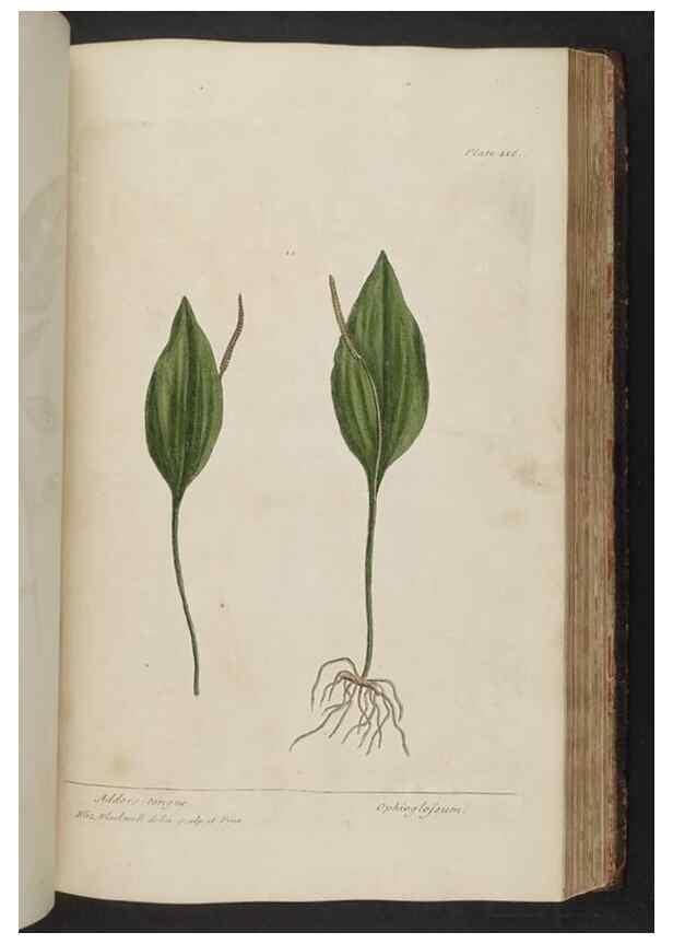 Reproducción/Reproduction 8361147457: A curious herbal. London : Printed for Samuel Harding, 1737-1739.