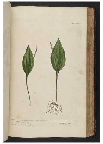 Reproducción/Reproduction 8361147457: A curious herbal. London : Printed for Samuel Harding, 1737-1739.