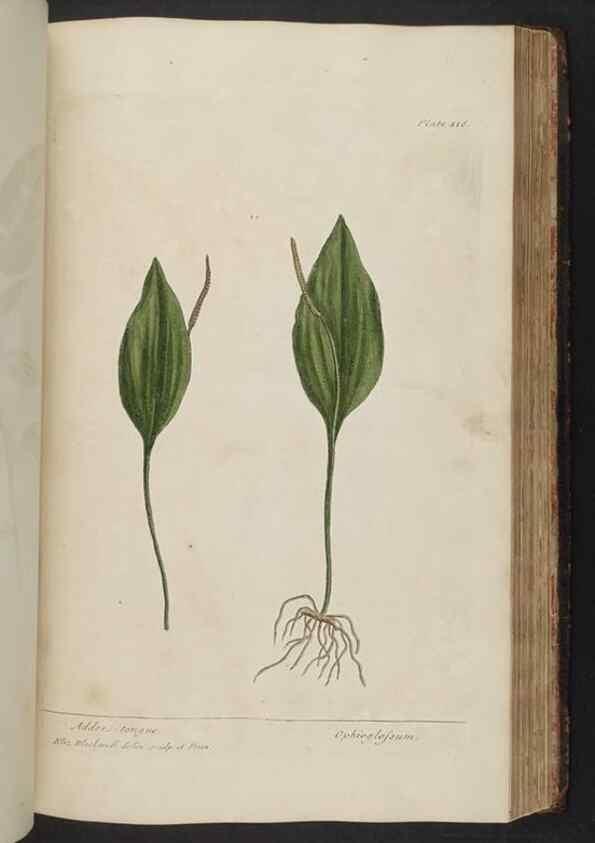Reproducción/Reproduction 8361147457: A curious herbal. London : Printed for Samuel Harding, 1737-1739.