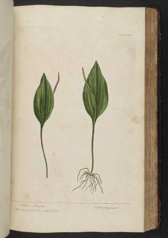 Reproducción/Reproduction 8361147457: A curious herbal. London : Printed for Samuel Harding, 1737-1739.