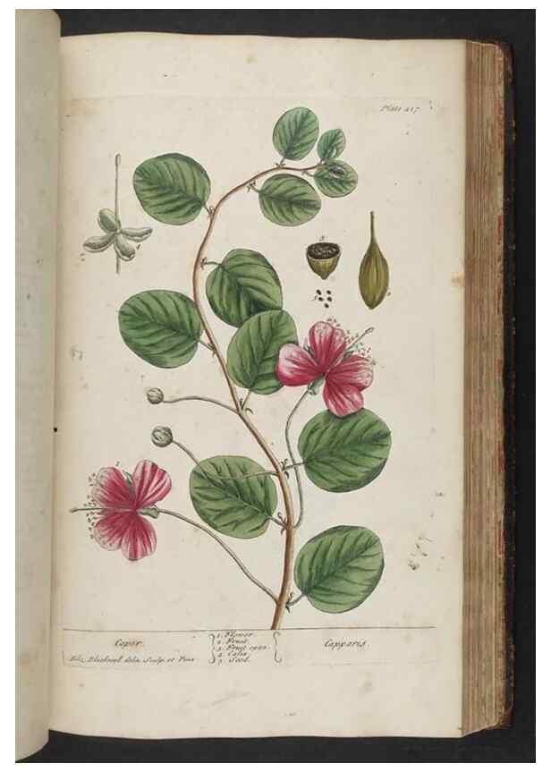 Reproducción/Reproduction 8361147645: A curious herbal. London : Printed for Samuel Harding, 1737-1739.