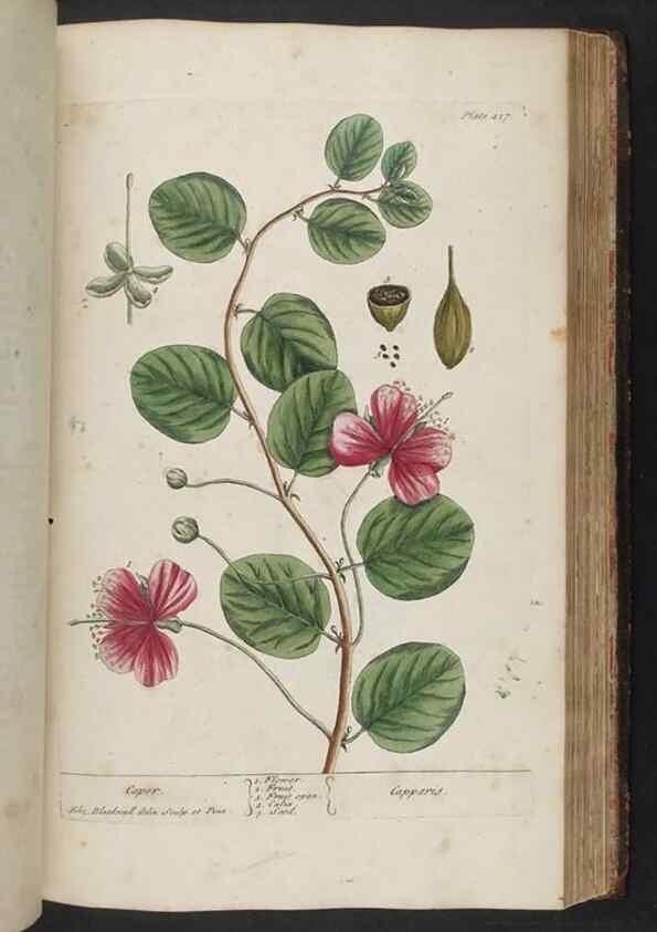 Reproducción/Reproduction 8361147645: A curious herbal. London : Printed for Samuel Harding, 1737-1739.