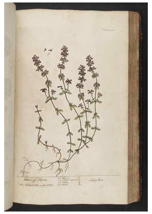 Reproducción/Reproduction 8361147831: A curious herbal. London : Printed for Samuel Harding, 1737-1739.