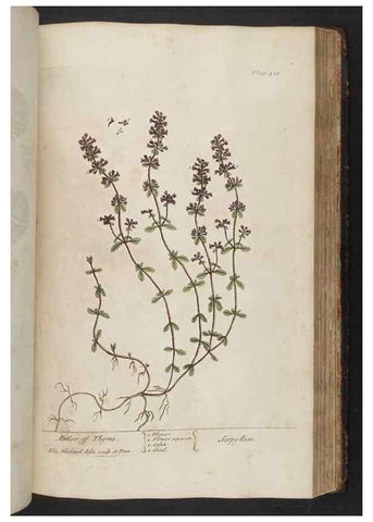 Reproducción/Reproduction 8361147831: A curious herbal. London : Printed for Samuel Harding, 1737-1739.