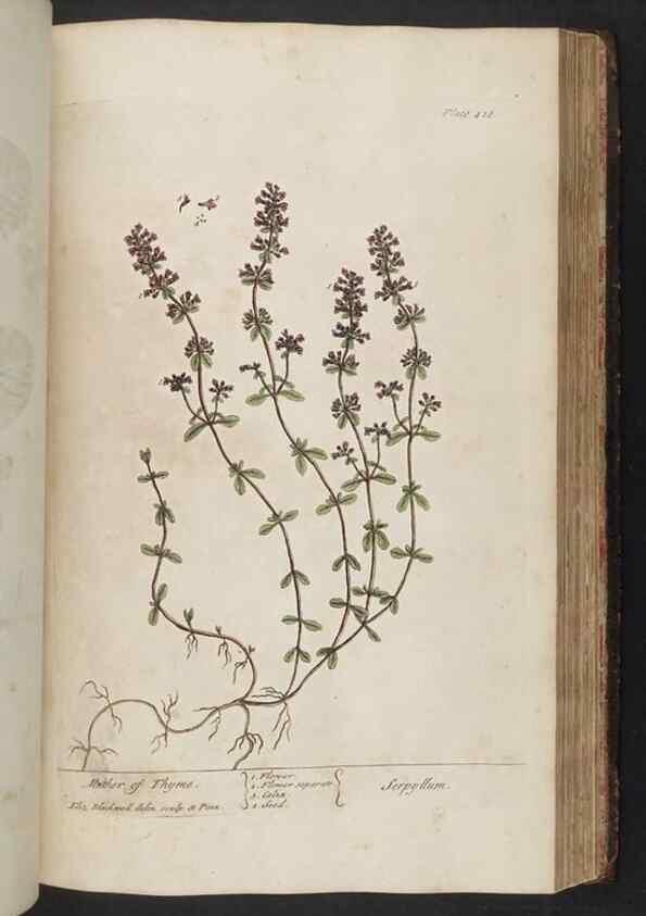 Reproducción/Reproduction 8361147831: A curious herbal. London : Printed for Samuel Harding, 1737-1739.