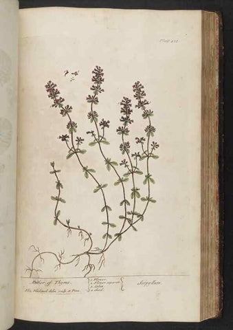 Reproducción/Reproduction 8361147831: A curious herbal. London : Printed for Samuel Harding, 1737-1739.