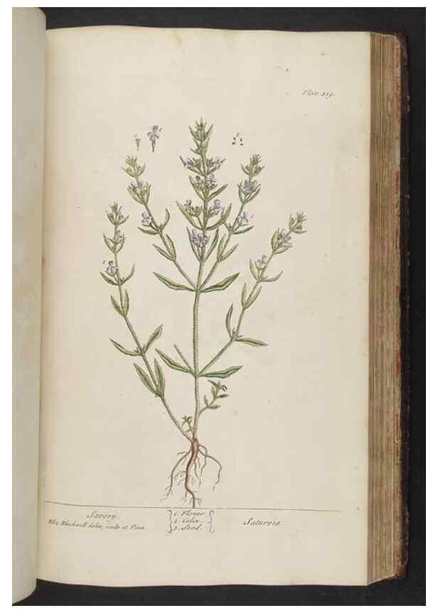 Reproducción/Reproduction 8362209436: A curious herbal. London : Printed for Samuel Harding, 1737-1739.