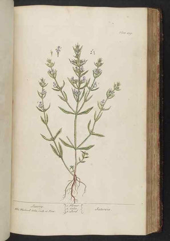 Reproducción/Reproduction 8362209436: A curious herbal. London : Printed for Samuel Harding, 1737-1739.