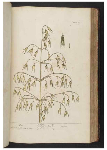 Reproducción/Reproduction 8362210456: A curious herbal. London : Printed for Samuel Harding, 1737-1739.