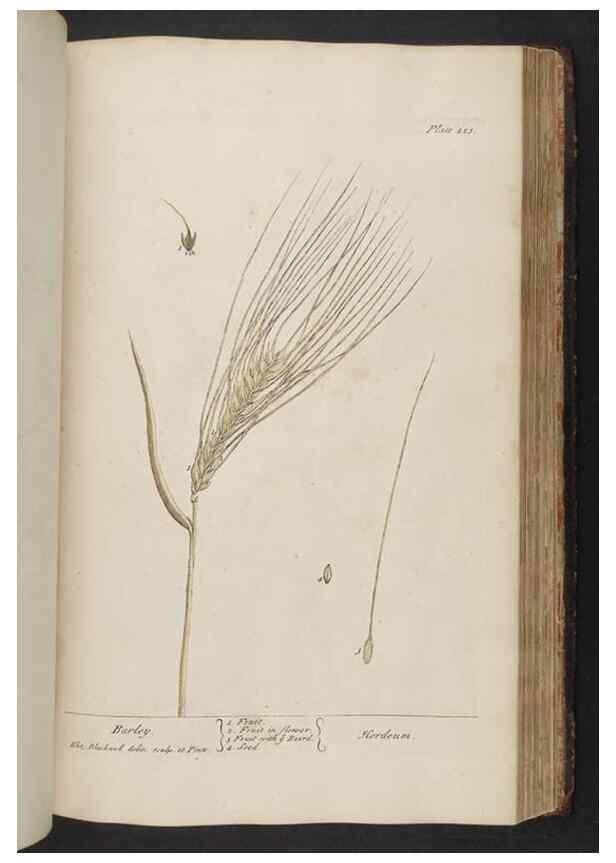 Reproducción/Reproduction 8361149267: A curious herbal. London : Printed for Samuel Harding, 1737-1739.