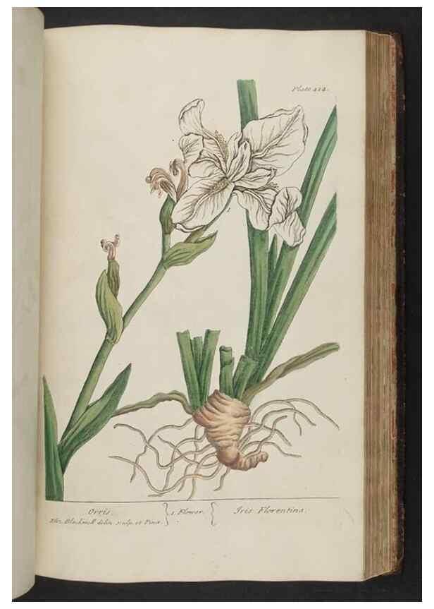 Reproducción/Reproduction 8362208452: A curious herbal. London : Printed for Samuel Harding, 1737-1739.