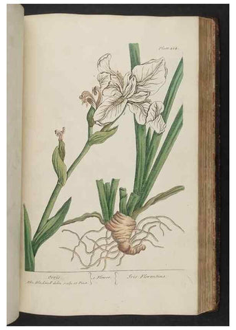 Reproducción/Reproduction 8362208452: A curious herbal. London : Printed for Samuel Harding, 1737-1739.