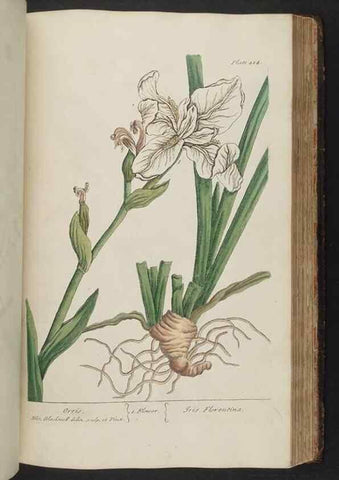 Reproducción/Reproduction 8362208452: A curious herbal. London : Printed for Samuel Harding, 1737-1739.