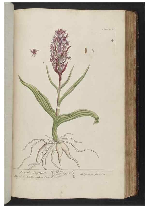 Reproducción/Reproduction 8362206044: A curious herbal. London : Printed for Samuel Harding, 1737-1739.
