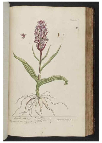 Reproducción/Reproduction 8362206044: A curious herbal. London : Printed for Samuel Harding, 1737-1739.