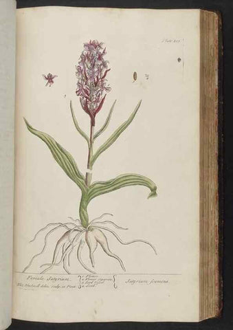 Reproducción/Reproduction 8362206044: A curious herbal. London : Printed for Samuel Harding, 1737-1739.