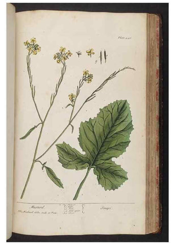 Reproducción/Reproduction 8362217264: A curious herbal. London : Printed for Samuel Harding, 1737-1739.