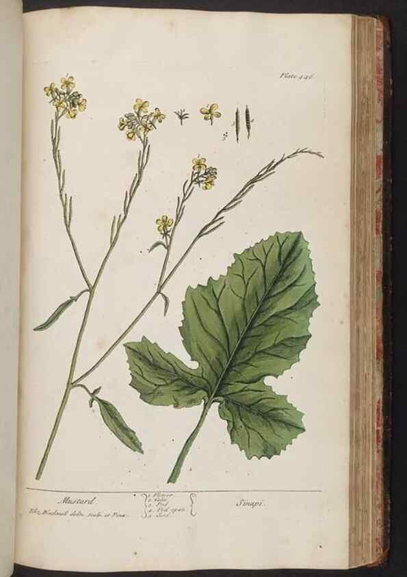 Reproducción/Reproduction 8362217264: A curious herbal. London : Printed for Samuel Harding, 1737-1739.