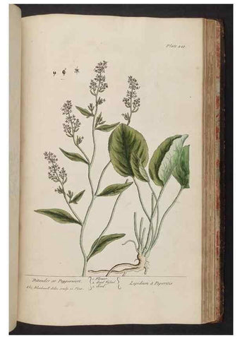 Reproducción/Reproduction 8361156451: A curious herbal. London : Printed for Samuel Harding, 1737-1739.
