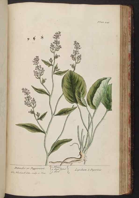Reproducción/Reproduction 8361156451: A curious herbal. London : Printed for Samuel Harding, 1737-1739.