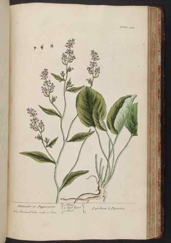 Reproducción/Reproduction 8361156451: A curious herbal. London : Printed for Samuel Harding, 1737-1739.