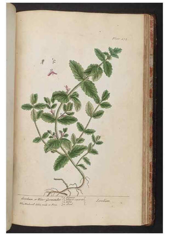 Reproducción/Reproduction 8362228254: A curious herbal. London : Printed for Samuel Harding, 1737-1739.