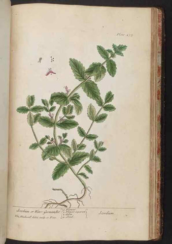 Reproducción/Reproduction 8362228254: A curious herbal. London : Printed for Samuel Harding, 1737-1739.