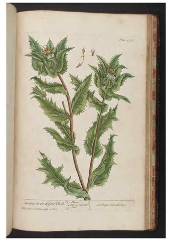 Reproducción/Reproduction 8361167245: A curious herbal. London : Printed for Samuel Harding, 1737-1739.
