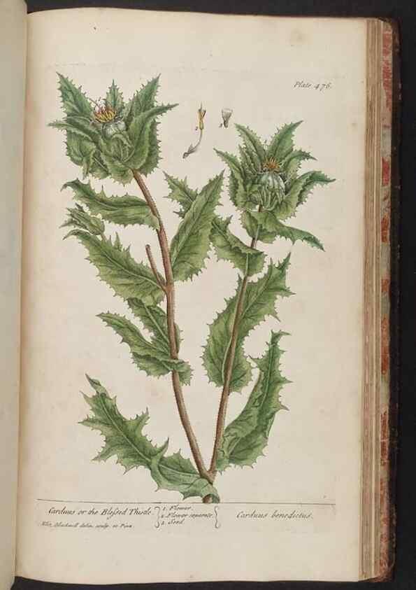 Reproducción/Reproduction 8361167245: A curious herbal. London : Printed for Samuel Harding, 1737-1739.