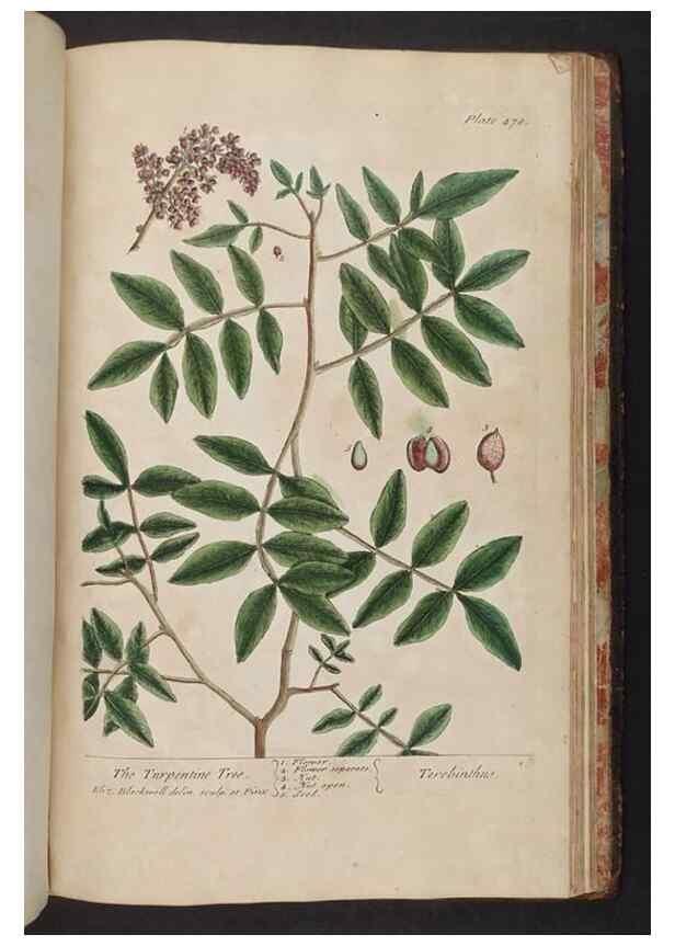 Reproducción/Reproduction 8362228990: A curious herbal. London : Printed for Samuel Harding, 1737-1739.