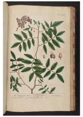 Reproducción/Reproduction 8362228990: A curious herbal. London : Printed for Samuel Harding, 1737-1739.