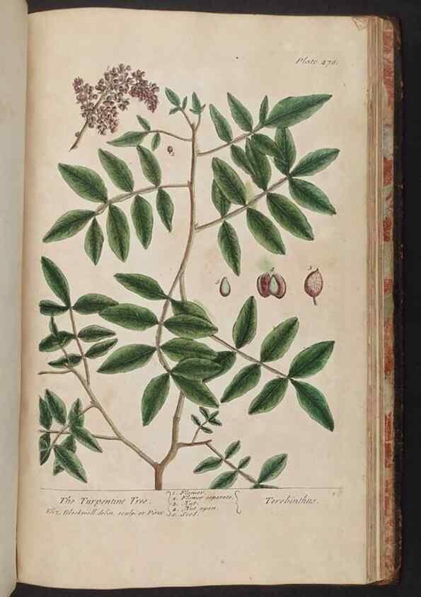 Reproducción/Reproduction 8362228990: A curious herbal. London : Printed for Samuel Harding, 1737-1739.