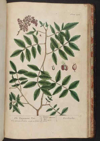 Reproducción/Reproduction 8362228990: A curious herbal. London : Printed for Samuel Harding, 1737-1739.