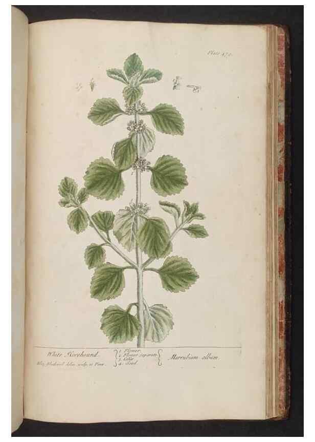 Reproducción/Reproduction 8361168085: A curious herbal. London : Printed for Samuel Harding, 1737-1739.