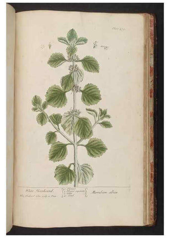 Reproducción/Reproduction 8361168085: A curious herbal. London : Printed for Samuel Harding, 1737-1739.