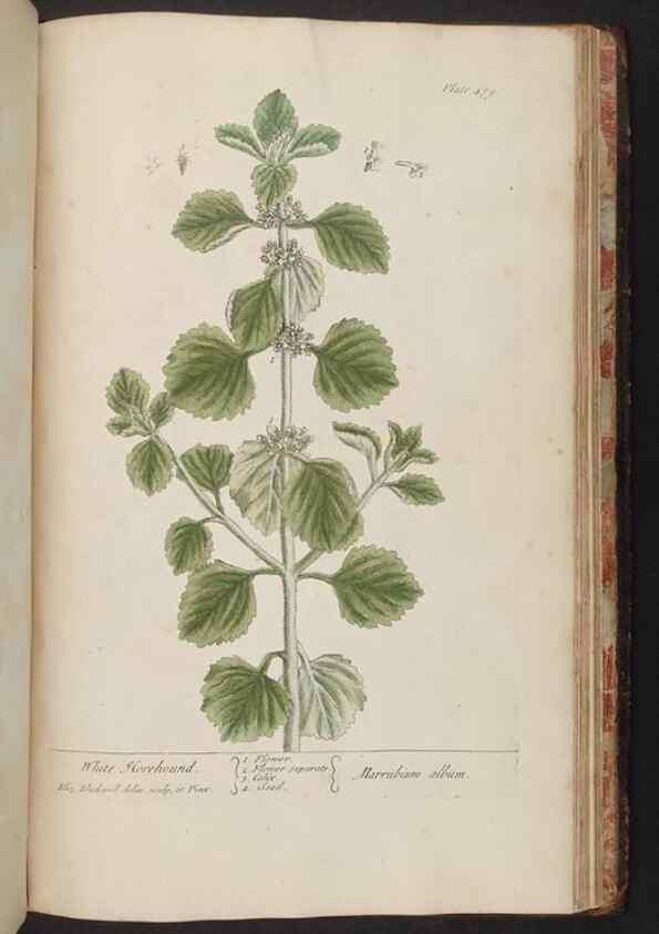 Reproducción/Reproduction 8361168085: A curious herbal. London : Printed for Samuel Harding, 1737-1739.