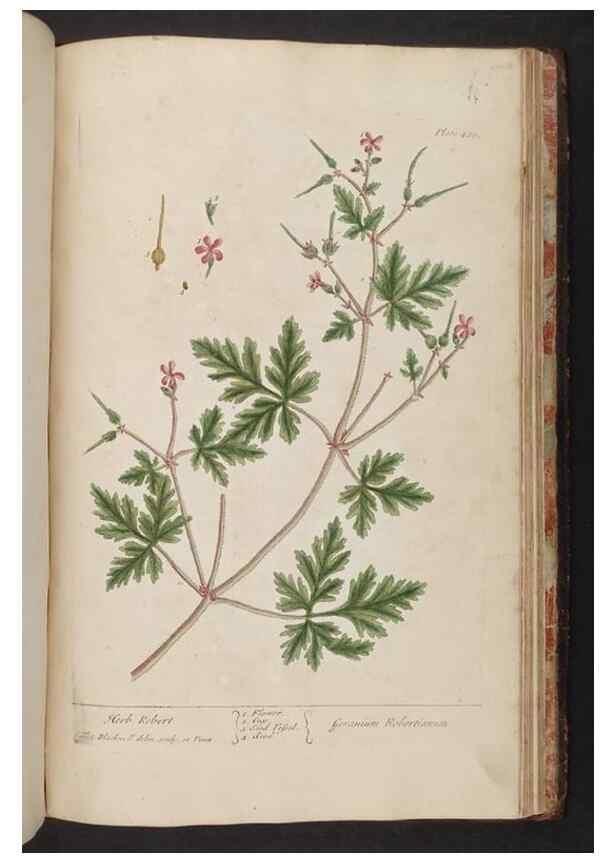 Reproducción/Reproduction 8361168257: A curious herbal. London : Printed for Samuel Harding, 1737-1739.