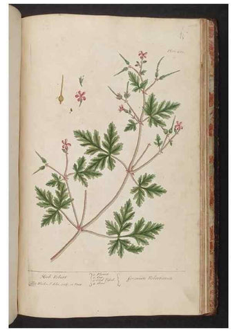 Reproducción/Reproduction 8361168257: A curious herbal. London : Printed for Samuel Harding, 1737-1739.