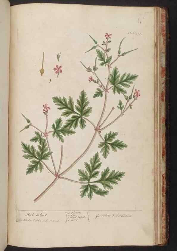 Reproducción/Reproduction 8361168257: A curious herbal. London : Printed for Samuel Harding, 1737-1739.