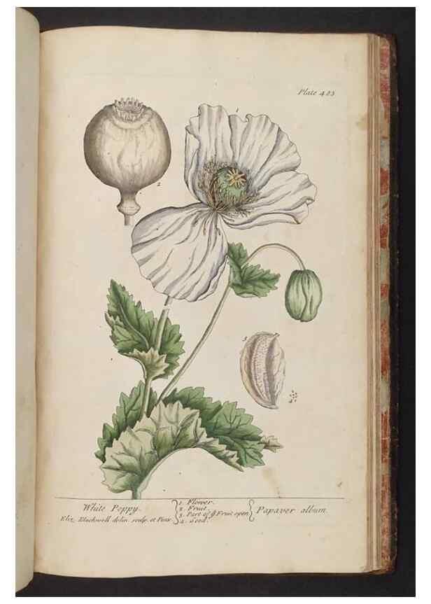 Reproducción/Reproduction 8361169067: A curious herbal. London : Printed for Samuel Harding, 1737-1739.