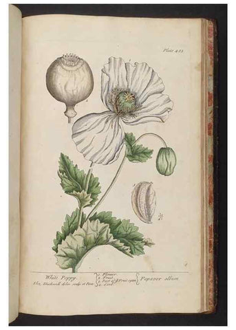 Reproducción/Reproduction 8361169067: A curious herbal. London : Printed for Samuel Harding, 1737-1739.