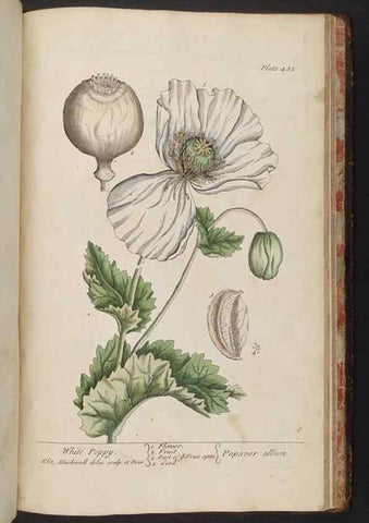Reproducción/Reproduction 8361169067: A curious herbal. London : Printed for Samuel Harding, 1737-1739.