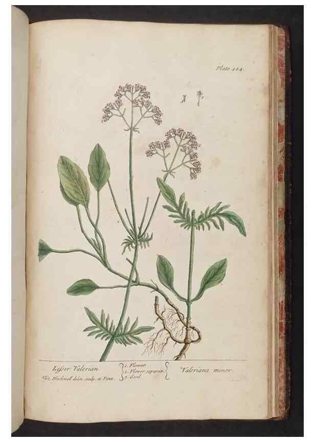 Reproducción/Reproduction 8361169329: A curious herbal. London : Printed for Samuel Harding, 1737-1739.