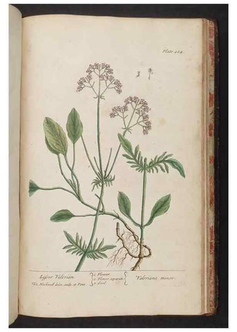 Reproducción/Reproduction 8361169329: A curious herbal. London : Printed for Samuel Harding, 1737-1739.